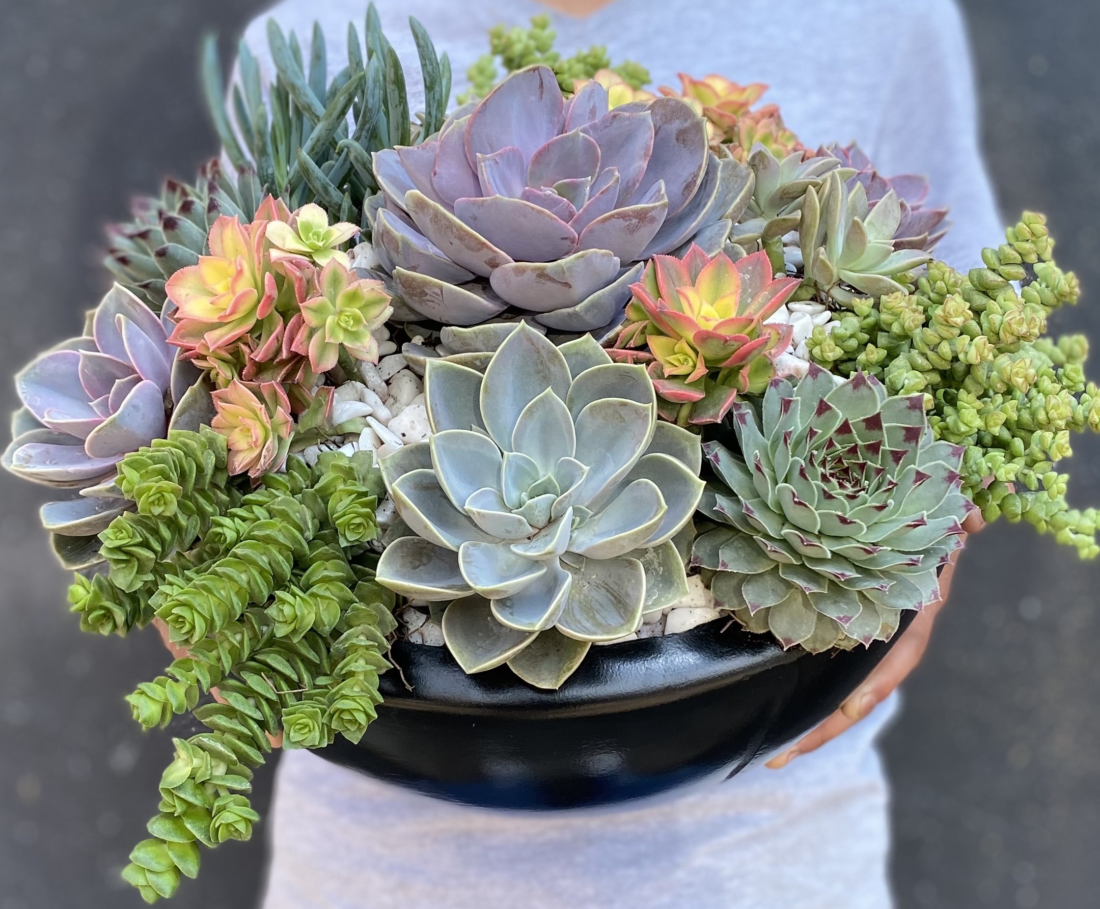 Imagen de persona sosteniendo maceta con plantas